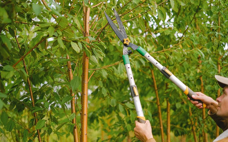 Tree trimming in Port Ewen, NY